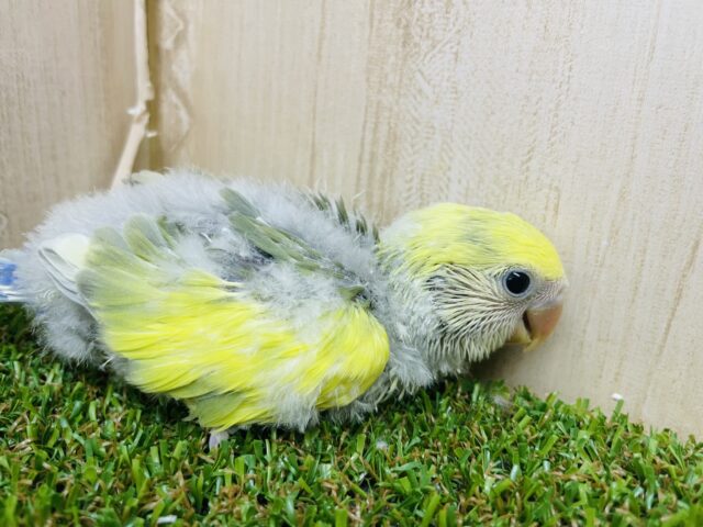 コザクラインコ（小桜インコ）