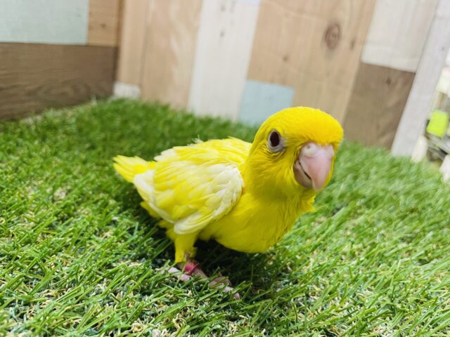 サザナミインコ