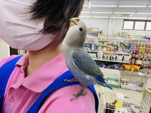 コザクラインコ（小桜インコ）