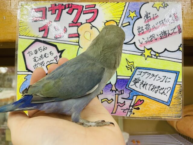 コザクラインコ（小桜インコ）