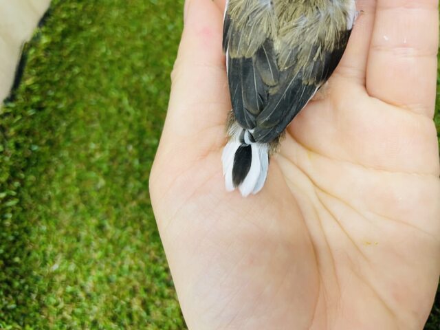 十姉妹（ジュウシマツ）