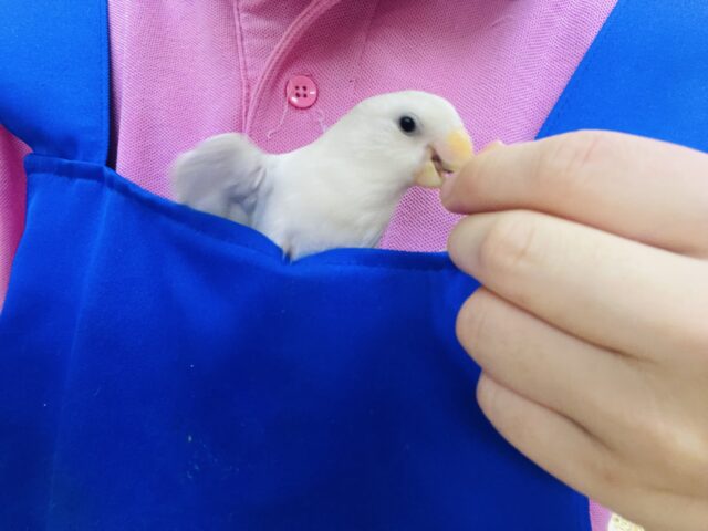 コザクラインコ（小桜インコ）