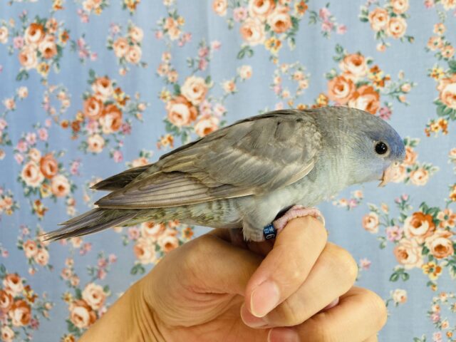 サザナミインコ