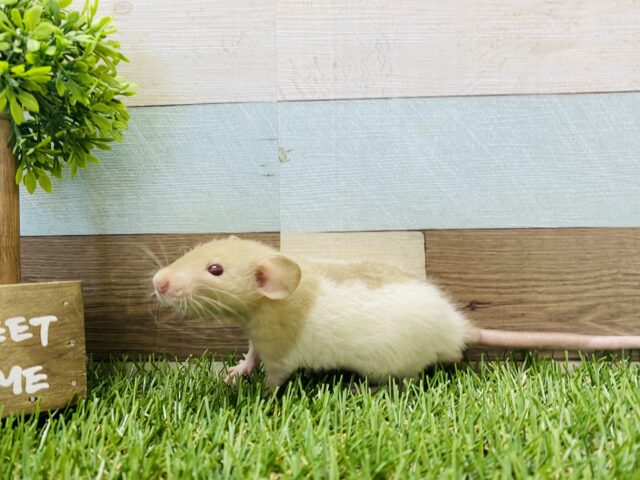 ファンシーラット