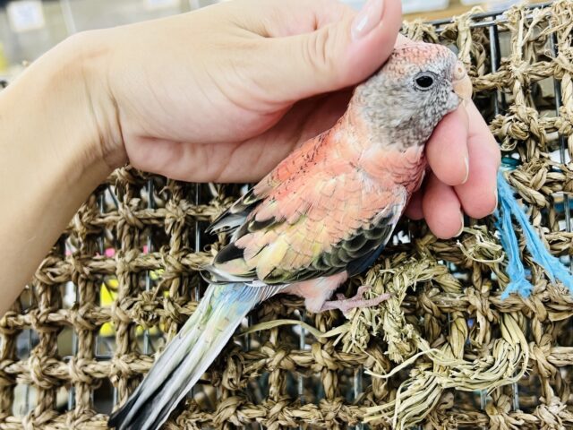 アキクサインコ（秋草インコ）