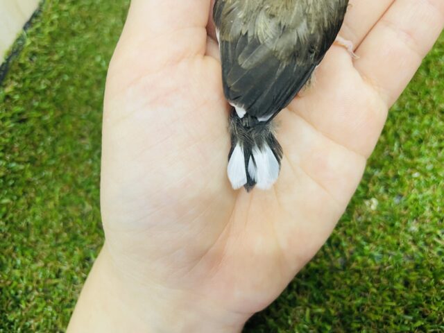 十姉妹（ジュウシマツ）