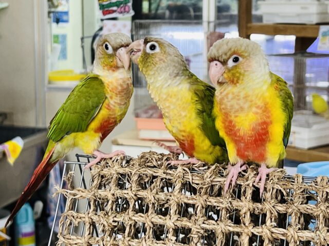 ■■■ ウロコインコ ■■■