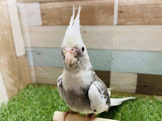 オカメインコ