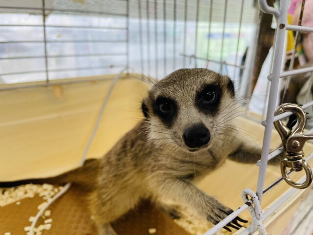 ミーアキャット