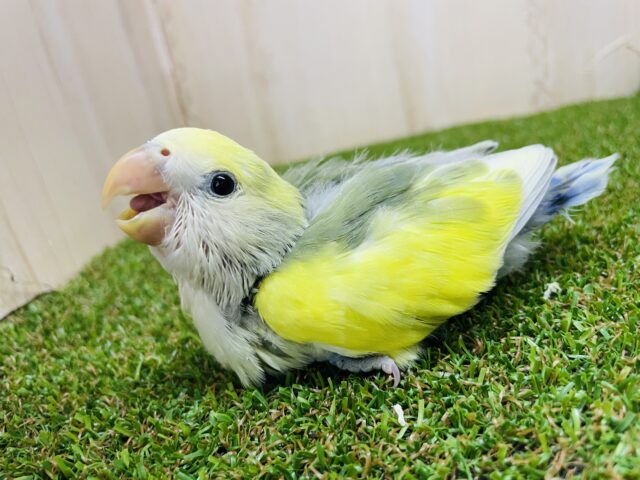 コザクラインコ（小桜インコ）
