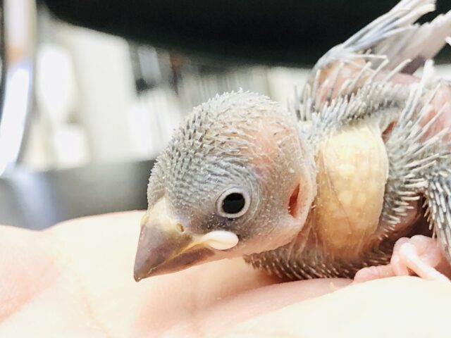 シルバー文鳥