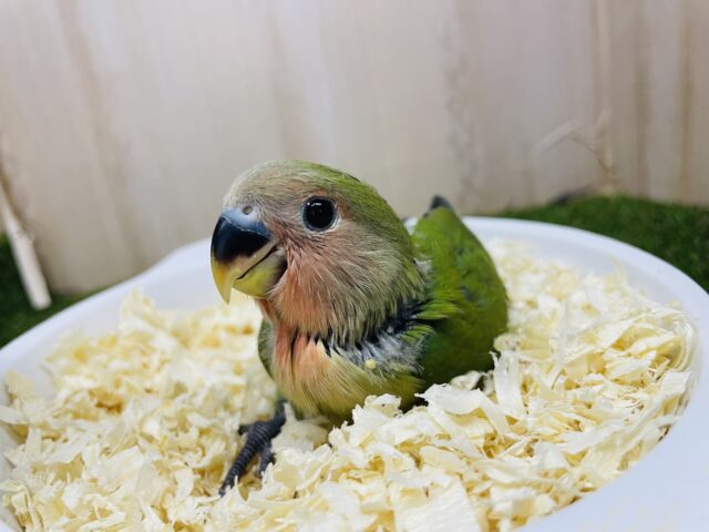 コザクラインコ（小桜インコ）