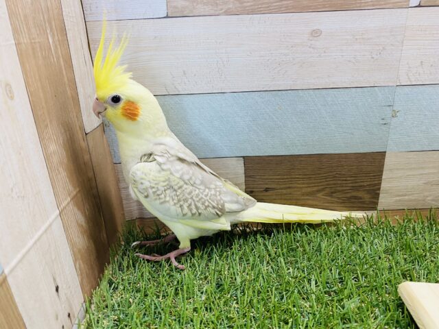 オカメインコ