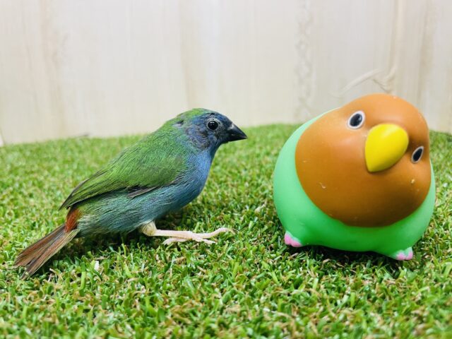 チモールセイコウチョウ