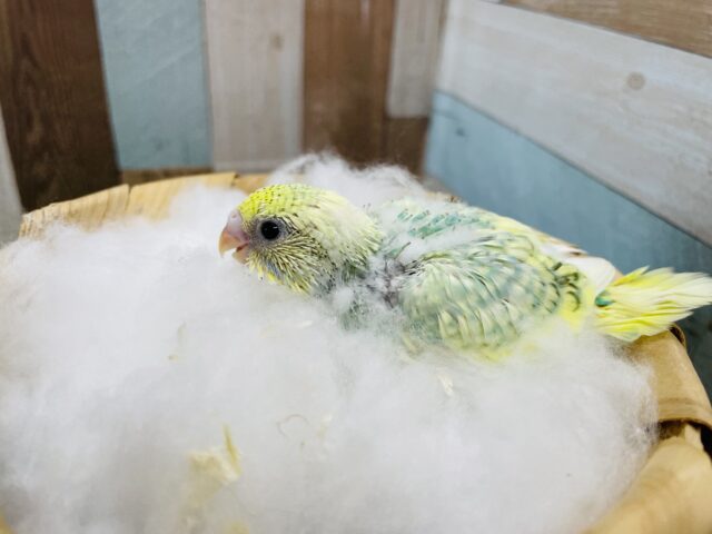 セキセイインコ