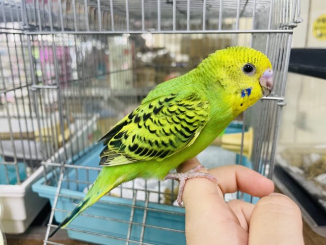 セキセイインコ