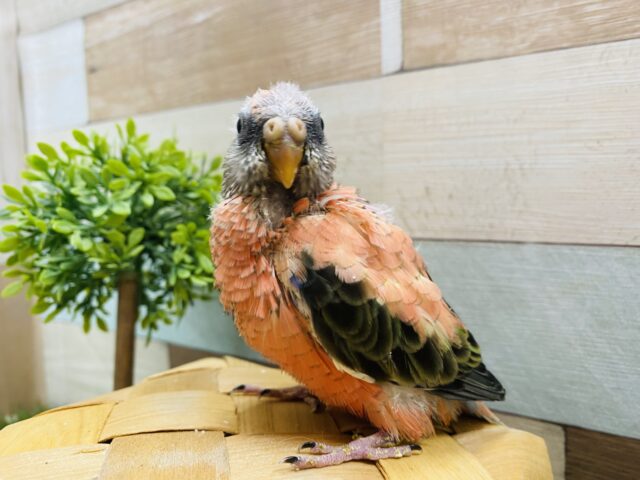 アキクサインコ（秋草インコ）