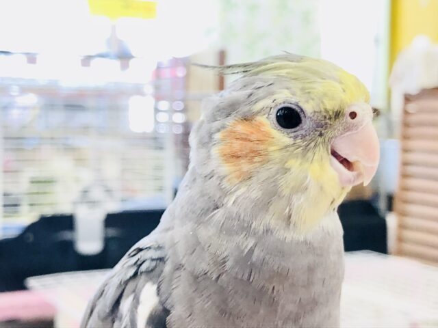 オカメインコ