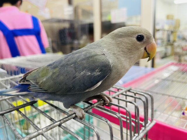 コザクラインコ（小桜インコ）
