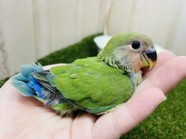 コザクラインコ（小桜インコ）