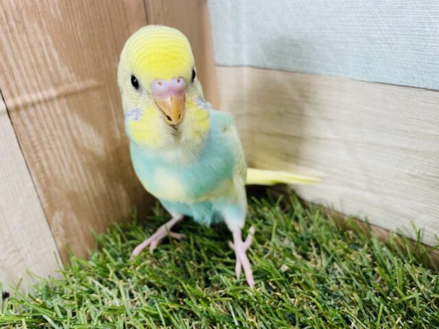 セキセイインコ