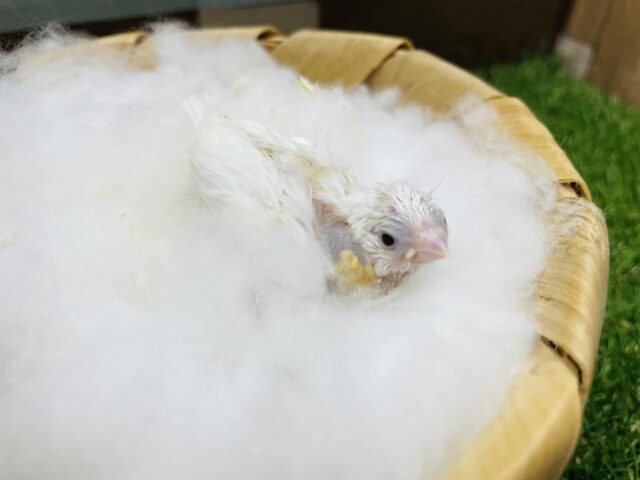 十姉妹（ジュウシマツ）