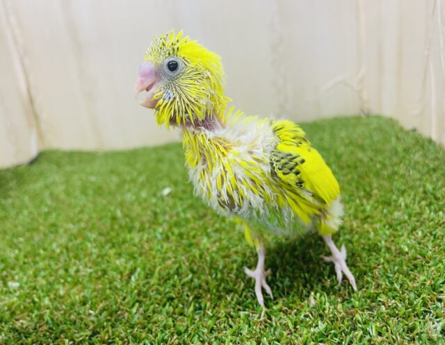 セキセイインコ