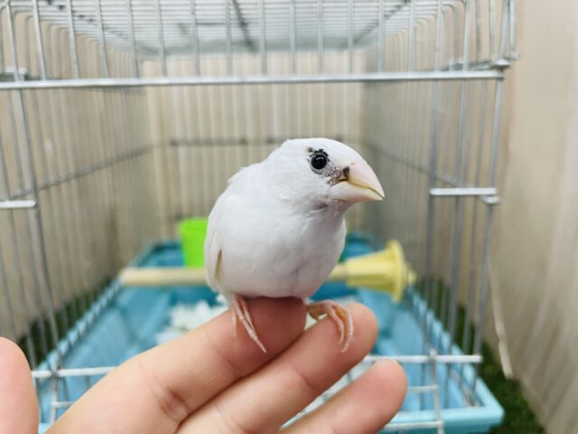 十姉妹（ジュウシマツ）