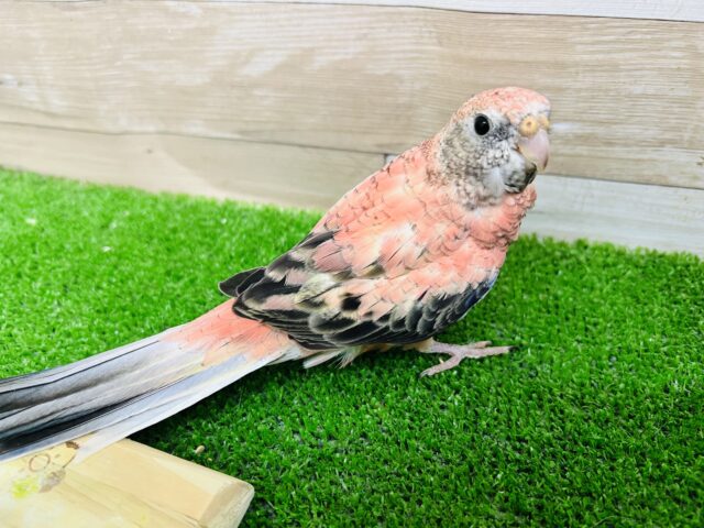 アキクサインコ（秋草インコ）