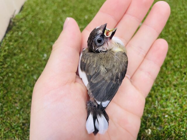 十姉妹（ジュウシマツ）