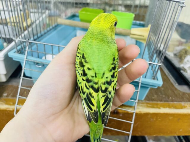 セキセイインコ