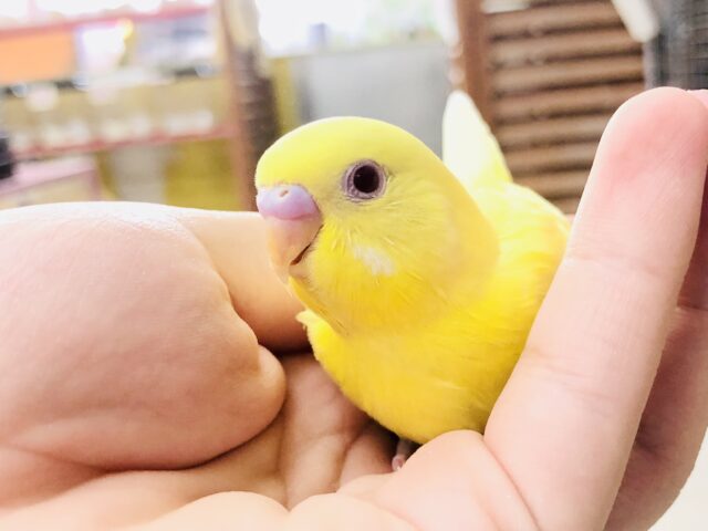 セキセイインコ