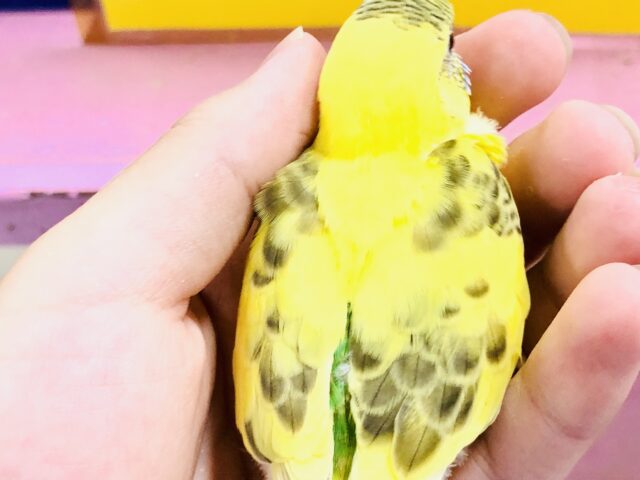 セキセイインコ