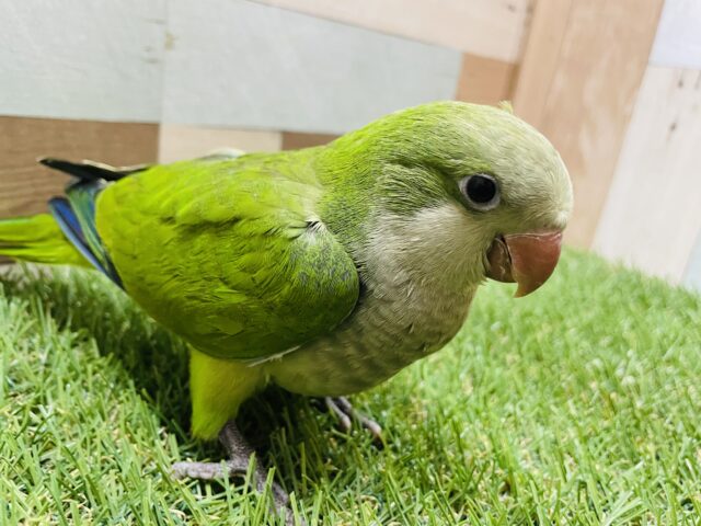 オキナインコ