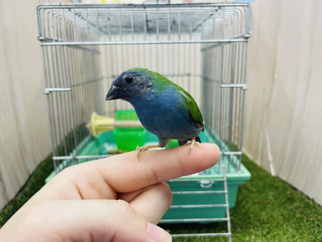 チモールセイコウチョウ