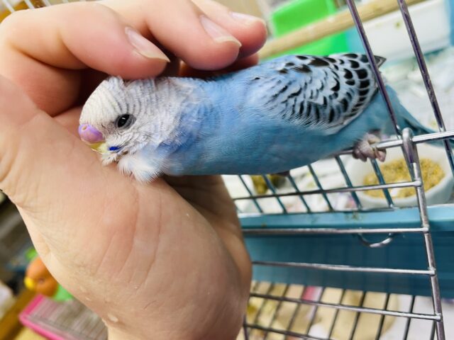 セキセイインコ
