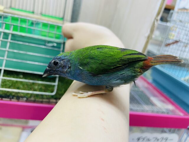 チモールセイコウチョウ