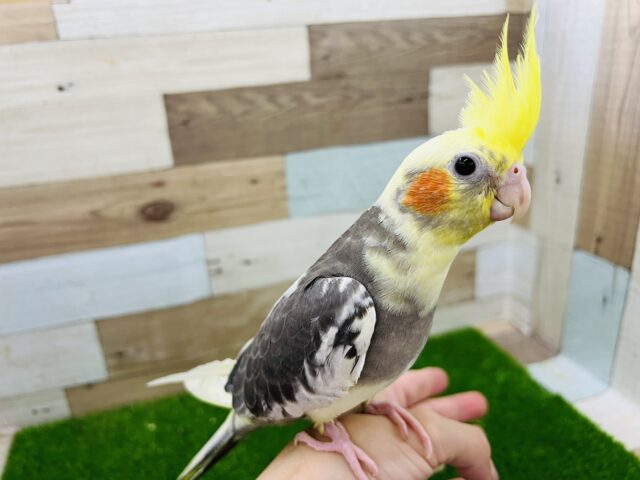 オカメインコ