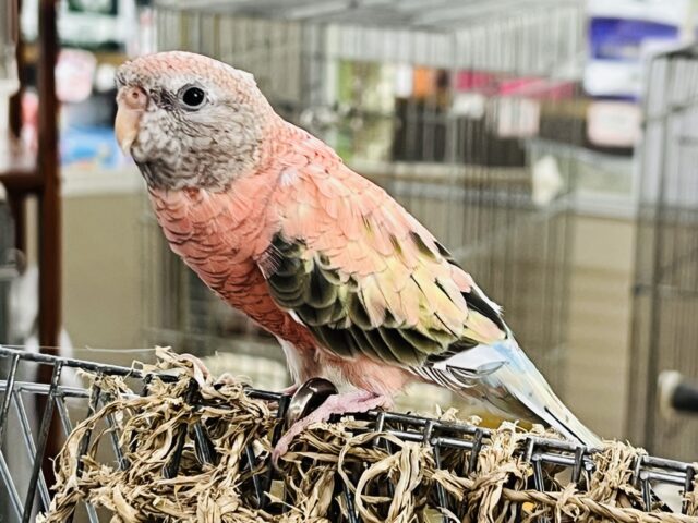 アキクサインコ（秋草インコ）