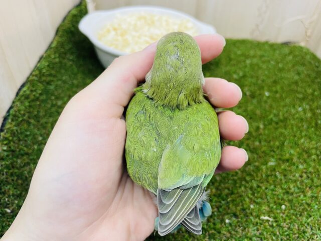 コザクラインコ（小桜インコ）