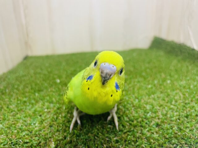 セキセイインコ