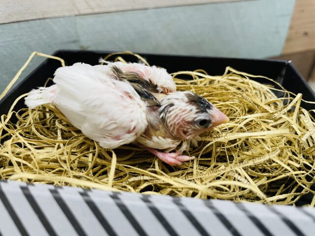 十姉妹（ジュウシマツ）