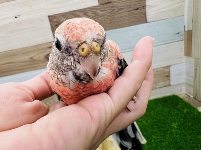アキクサインコ（秋草インコ）