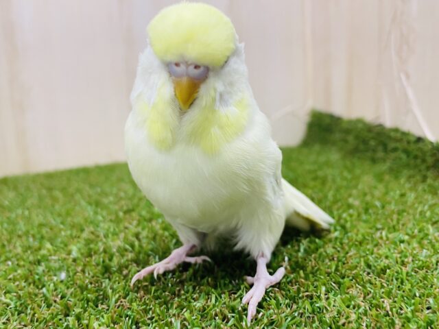 ジャンボセキセイインコ