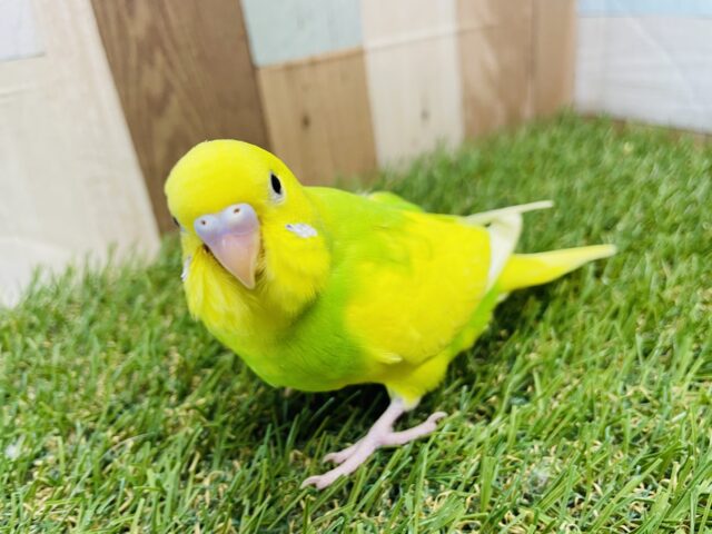 セキセイインコ