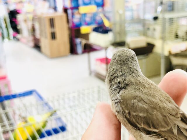 錦花鳥（キンカチョウ）