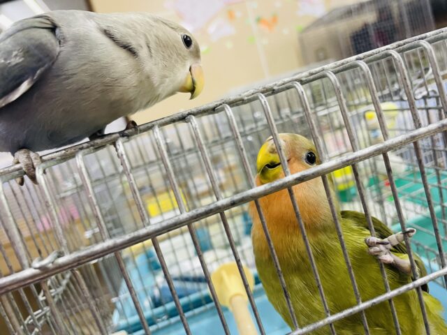 コザクラインコ（小桜インコ）