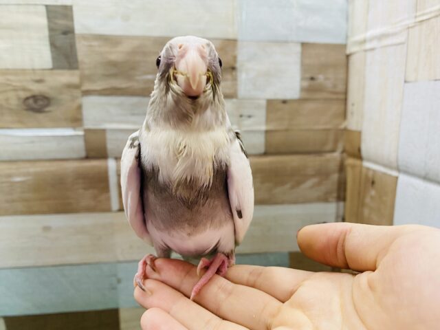 オカメインコ