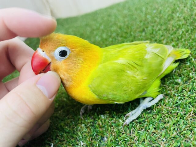 ヤマブキボタンインコ