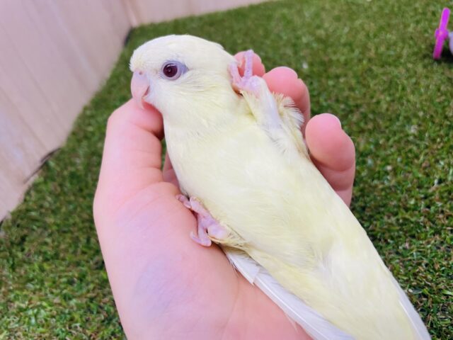 サザナミインコ
